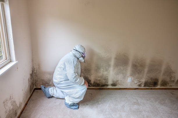 Attic Mold Removal in Benton, KY