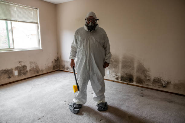 Best Black Mold Removal  in Benton, KY